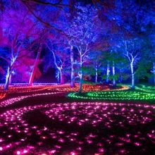 LIGHTSCAPE to Return to Brooklyn Botanic Garden Beginning in November