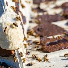 WALT DISNEY WORLD Recycles Its Gingerbread Displays-You Won't Bee-lieve the Buzz