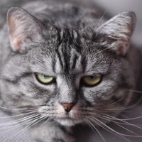 John Fisher Presents A Solo Show, CATS! (No, Not That One)