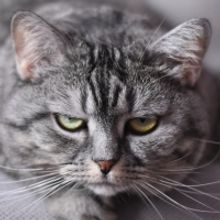 John Fisher Presents A Solo Show, CATS! (No, Not That One)