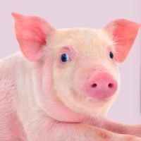 BETTY BLUE EYES Will Get First London Revival at the Union Theatre This Month
