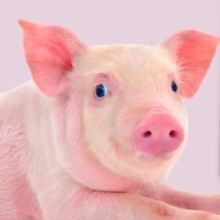 BETTY BLUE EYES Will Get First London Revival at the Union Theatre This Month