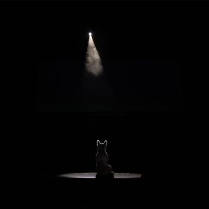 Student Blog: Animals Go To Broadway