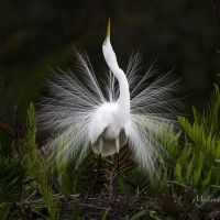 Palm Beach Photographic Centre Presents MEMBERS' SHOW 2020