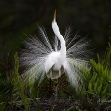 Palm Beach Photographic Centre Presents MEMBERS' SHOW 2020