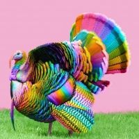Theatre Rhinoceros Presents GAY PILGRIM