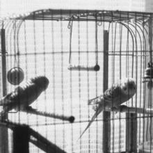 HERE Presents the Premiere of FLIGHT by Anonymous Ensemble