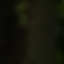 Indigenous People Festival Celebrates Native Cultures at Seattle Center