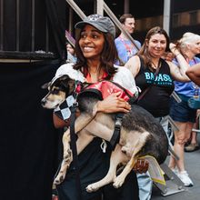 Video: Cue the Puppies! Behind the Scenes at Broadway Barks 2026