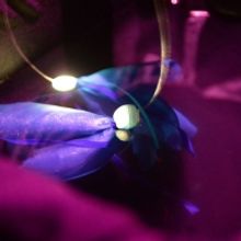 UHM Kennedy Theatre Online Presents ONDINE