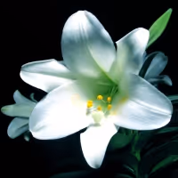 EASTER Dining Options Around the City