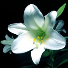 EASTER Dining Options Around the City