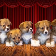 Adoptable Puppies to Perform Improvised HAMLET at American Stage in St. Petersburg