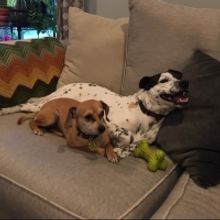 BWW Backstage Pets: SARA TOLSON and her dogs Phoebe, Hazel, and Pepper