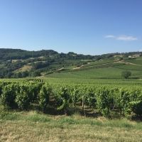 LES VINS GEORGES DUBOEUF and the Pride of Beaujolais