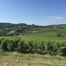 LES VINS GEORGES DUBOEUF and the Pride of Beaujolais