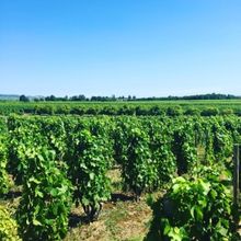 BORDEAUX WINES for Holiday Sips, Gifting and Much More