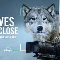 Photos: WOLVES UP CLOSE WITH BERTIE GREGORY to Premiere on National Geographic