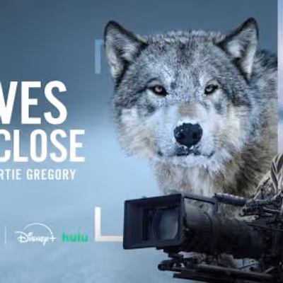 Photos: WOLVES UP CLOSE WITH BERTIE GREGORY to Premiere on National Geographic
