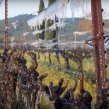 A PERFECT VINTAGE Documentary by Vision Films Released on VOD/DVD