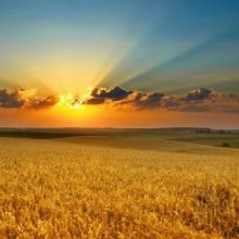 Guest Reviewer Kym Vaitiekus Shares His Thoughts On THE LOVELY BONES