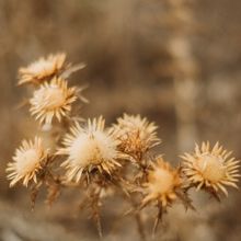 Student Blog: Summers Come and Summers Go