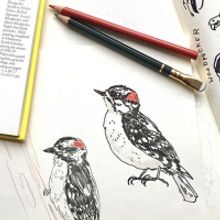 Morven Museum & Garden to Host Jersey Birds Illustration Classes With Erin Ellis