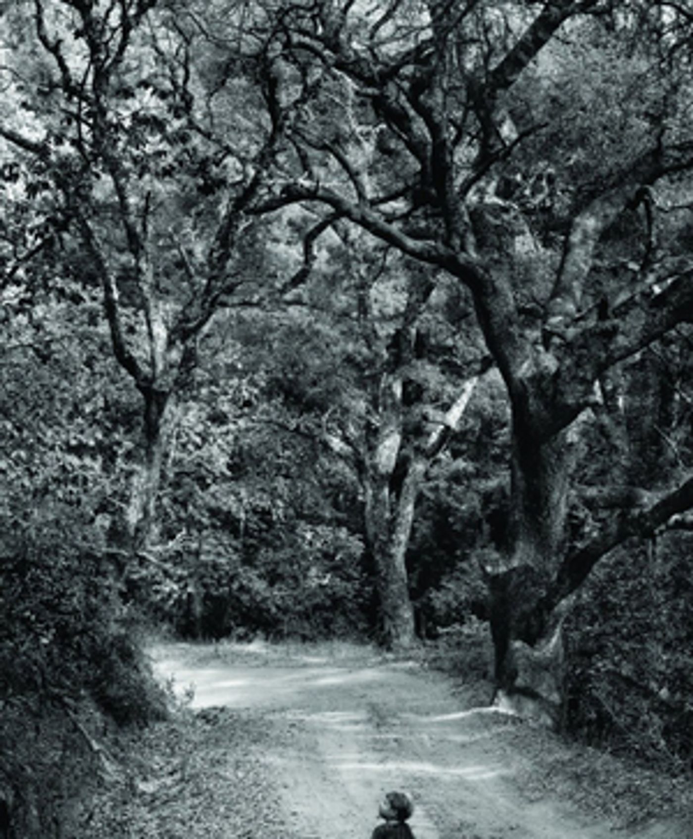 THE MEMORY OF THE TREES to Play at Theatre National  Image