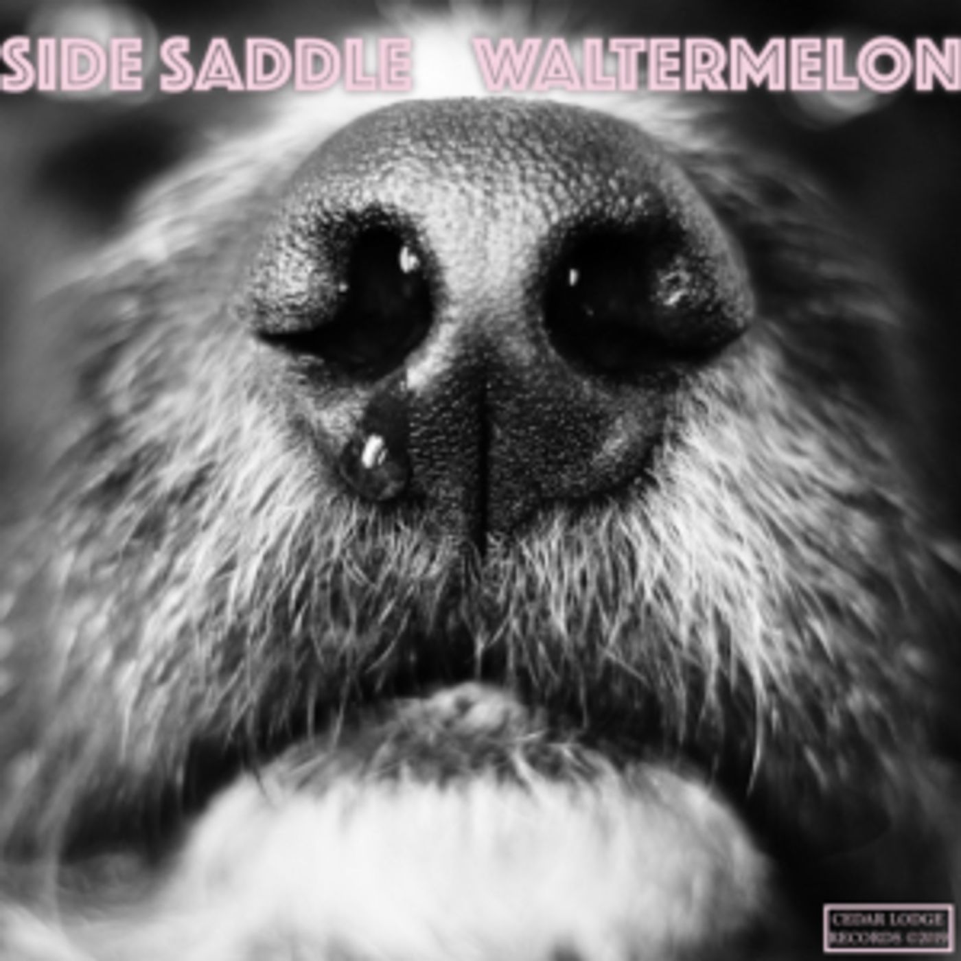 Side Saddle Announce New EP WALTERMELON  Image