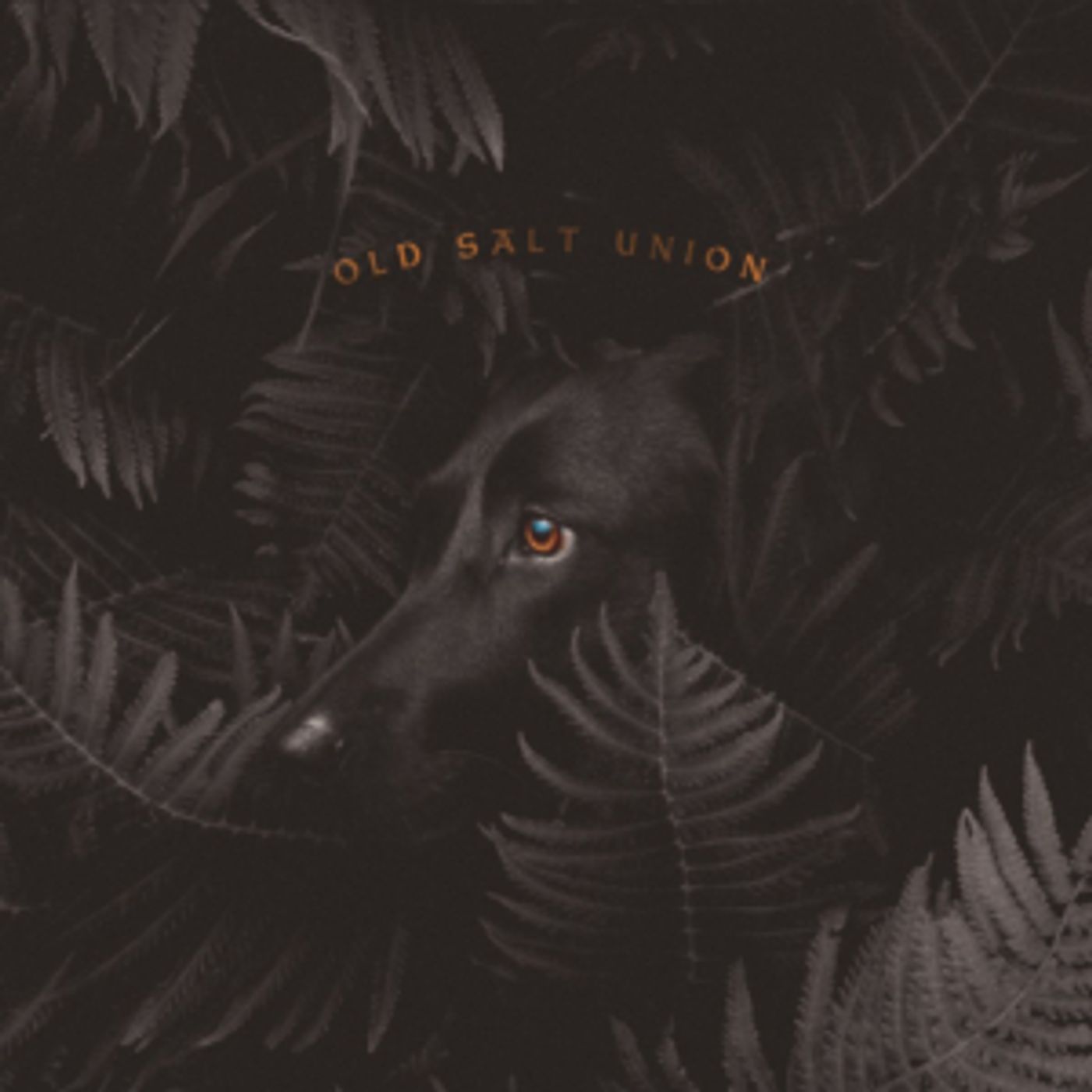 Old Salt Union Shares Third Song Off of New Album Old Salt Union Shares Third Song Off of New Album Image