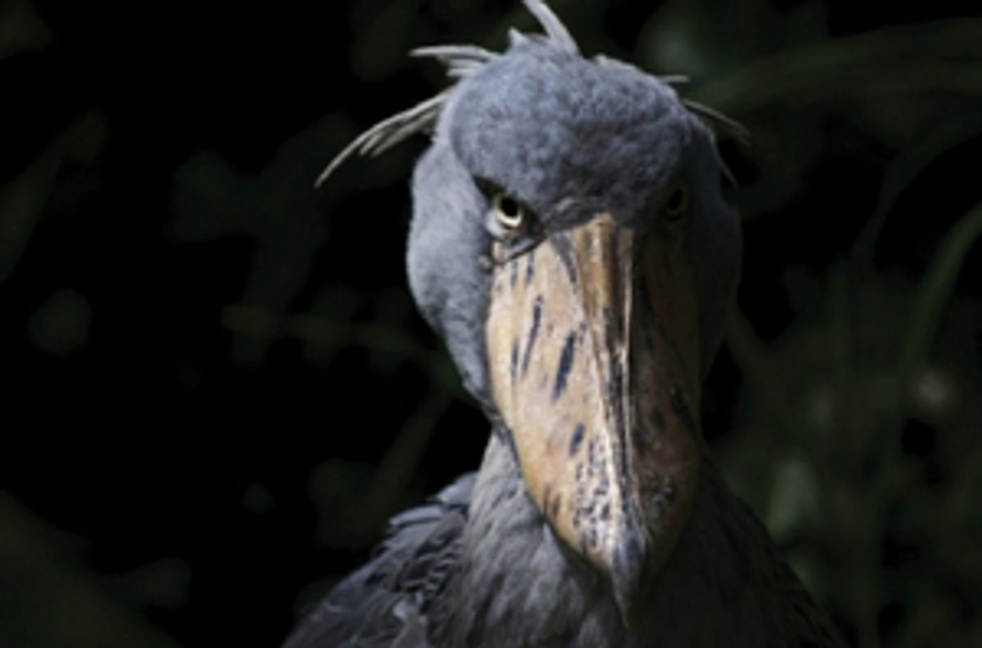 Sophocles Classic ANTIGONE to Play at D. Maria II National Theater  Image