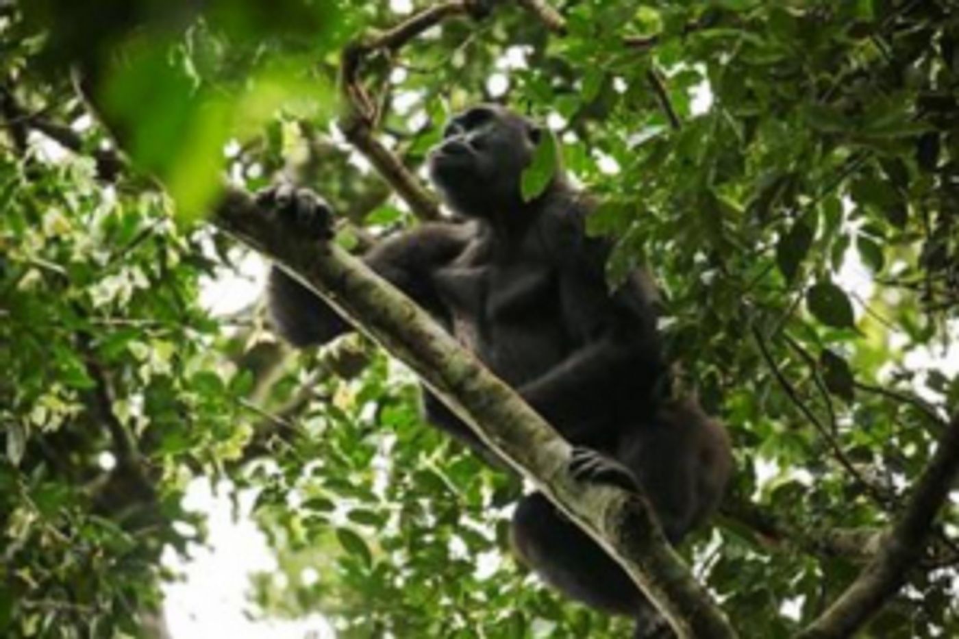 Smithsonian Channel Announces ISLE OF CHIMPS and GORILLAS OF GABON  Image