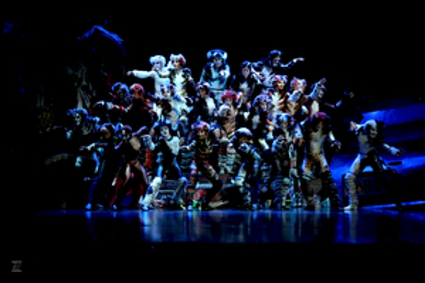 Review: CATS PRESS CALL at Ronacher Theater Wien  Image