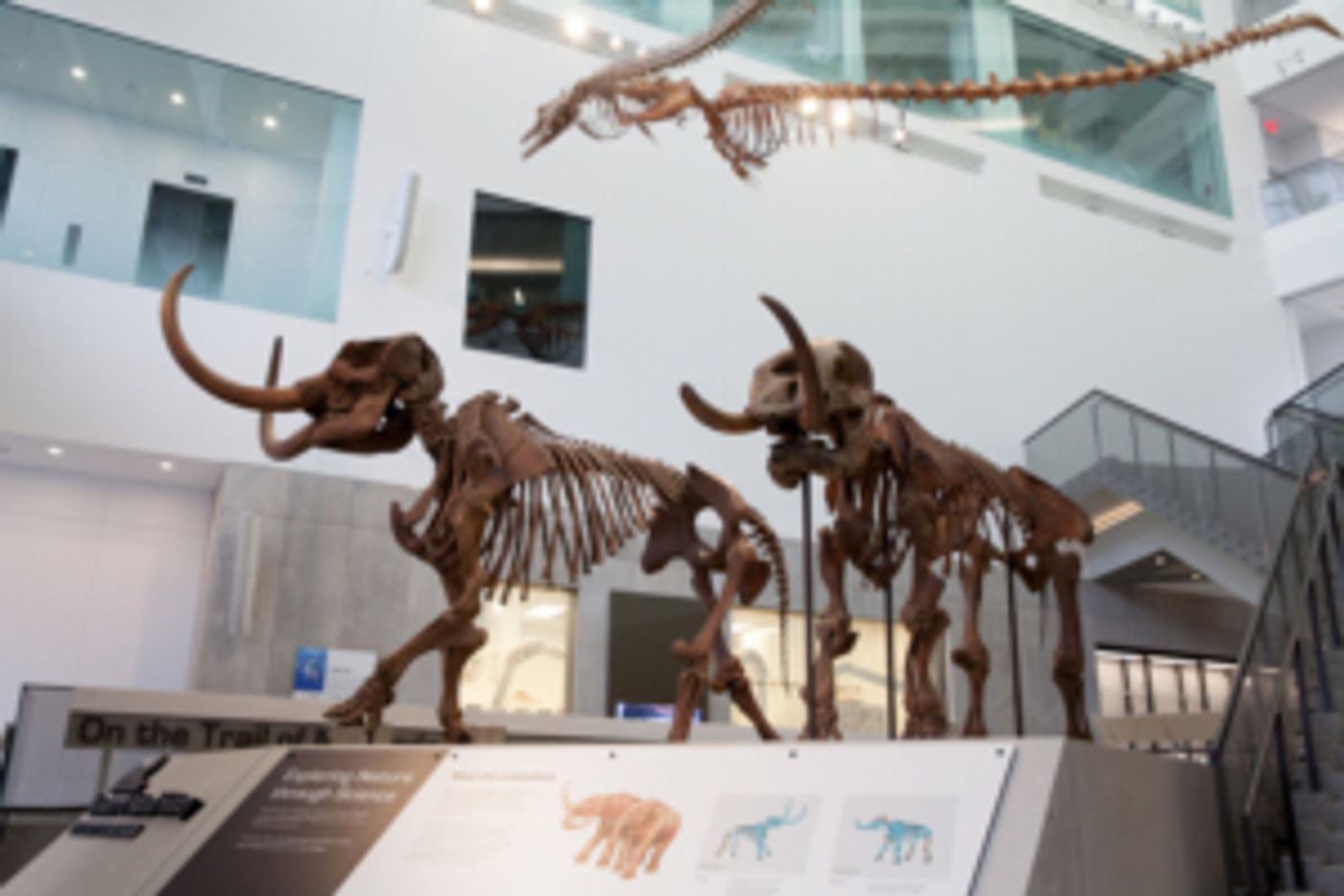 U-M Museum of Natural History Opens Next Phase with Major Exhibits, Hands-On Labs  Image