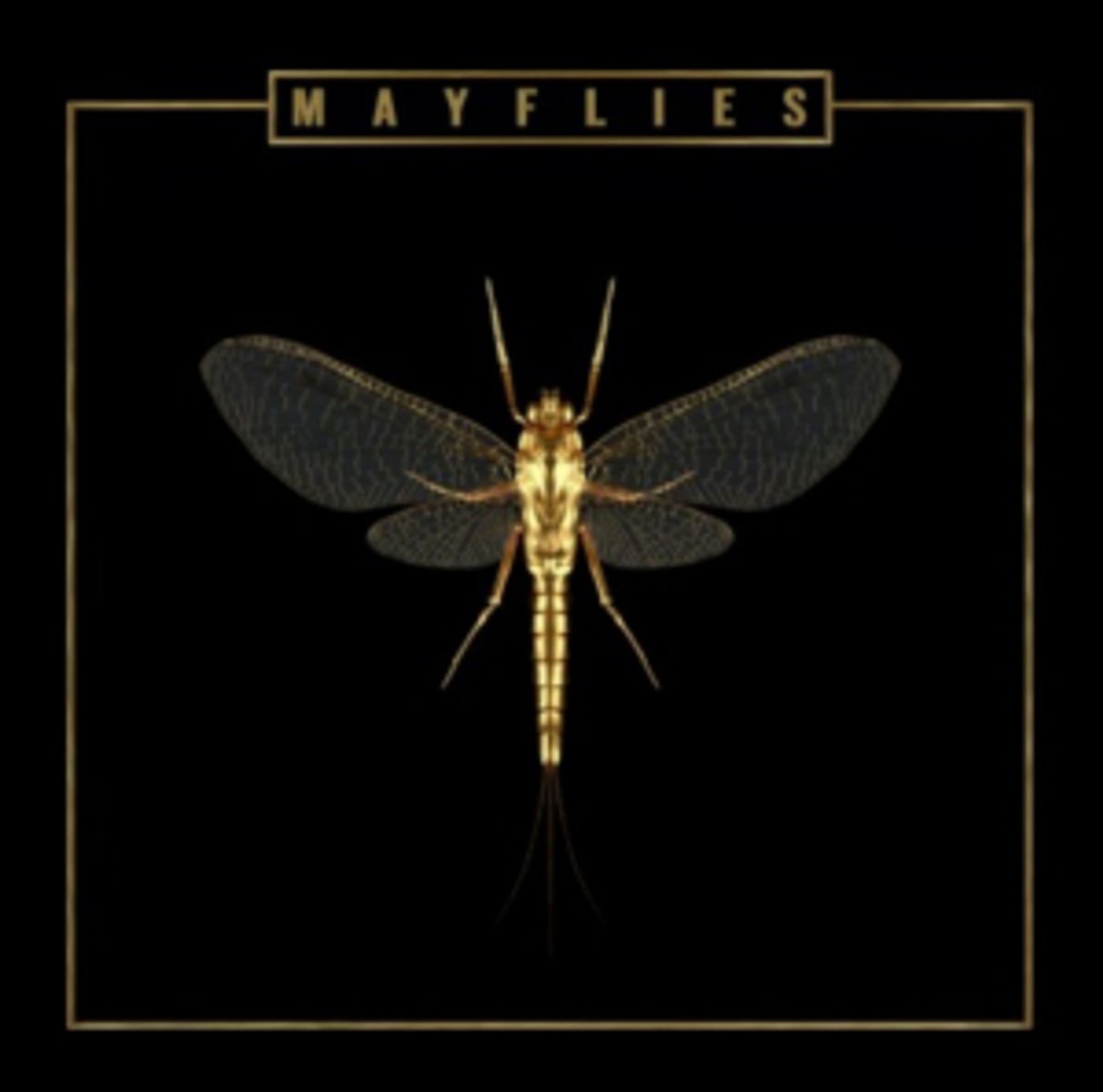 The Bergamot's New Album 'Mayflies' Out Now The Bergamot's New Album 'Mayflies' Out Now Image