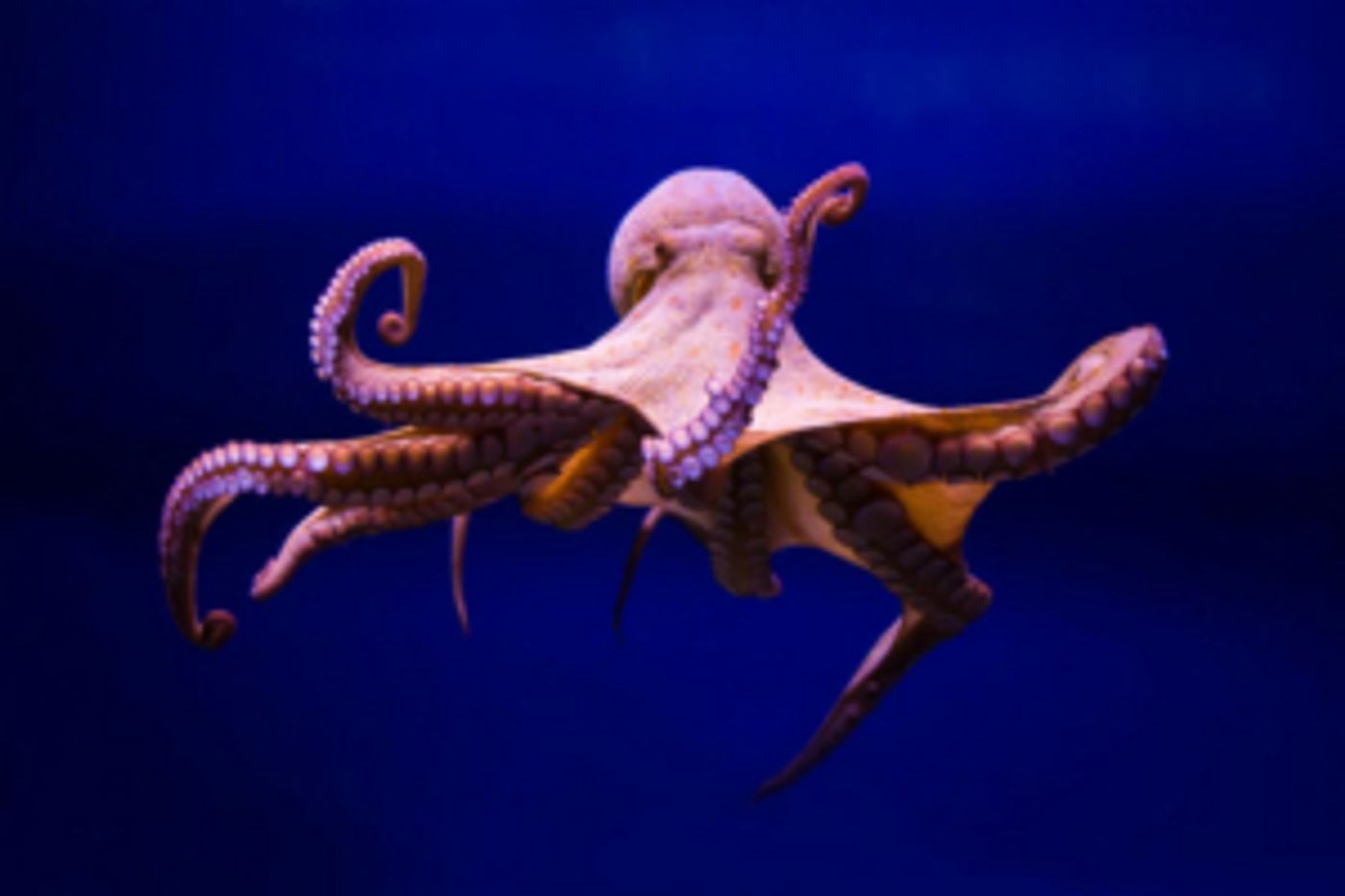 NATURE'S 'Octopus: Making Contact' Airs on PBS on Oct. 2 NATURE'S 'Octopus: Making Contact' Airs on PBS on Oct. 2 Image