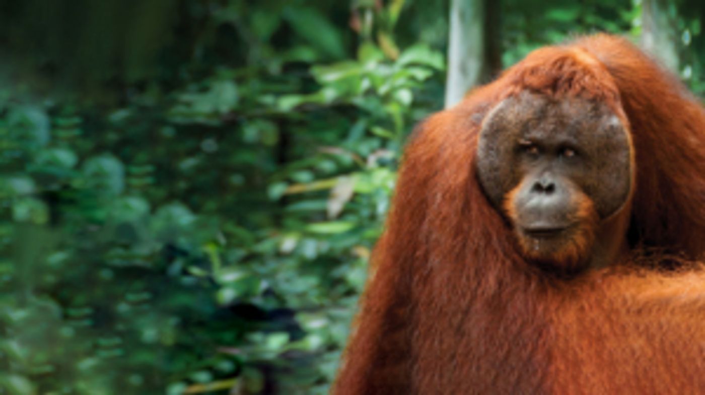 Wilderland Film Festival Heads to Cork Wilderland Film Festival Heads to Cork Image