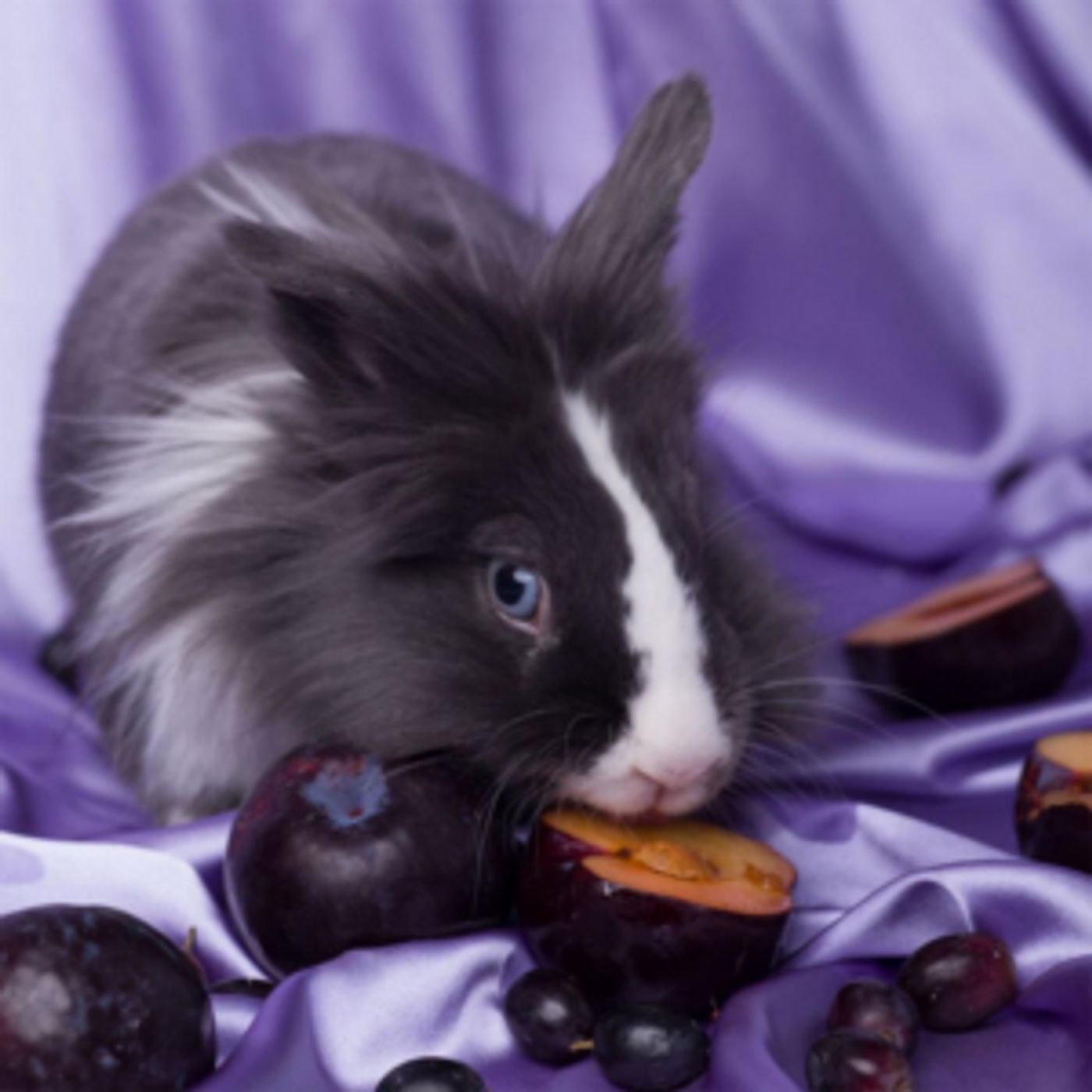 Slothrust Drop New EP 'Peach'  Image