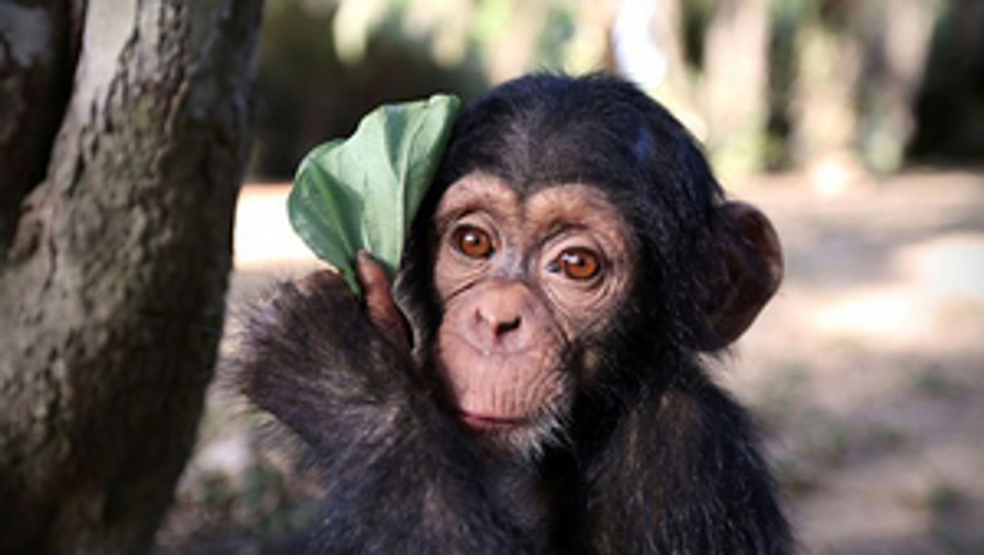 BBC Two Announces BABY CHIMP RESCUE  Image