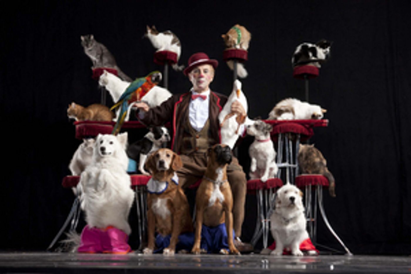 POPOVICH COMEDY PET THEATER Returns to the State Theatre In January  Image