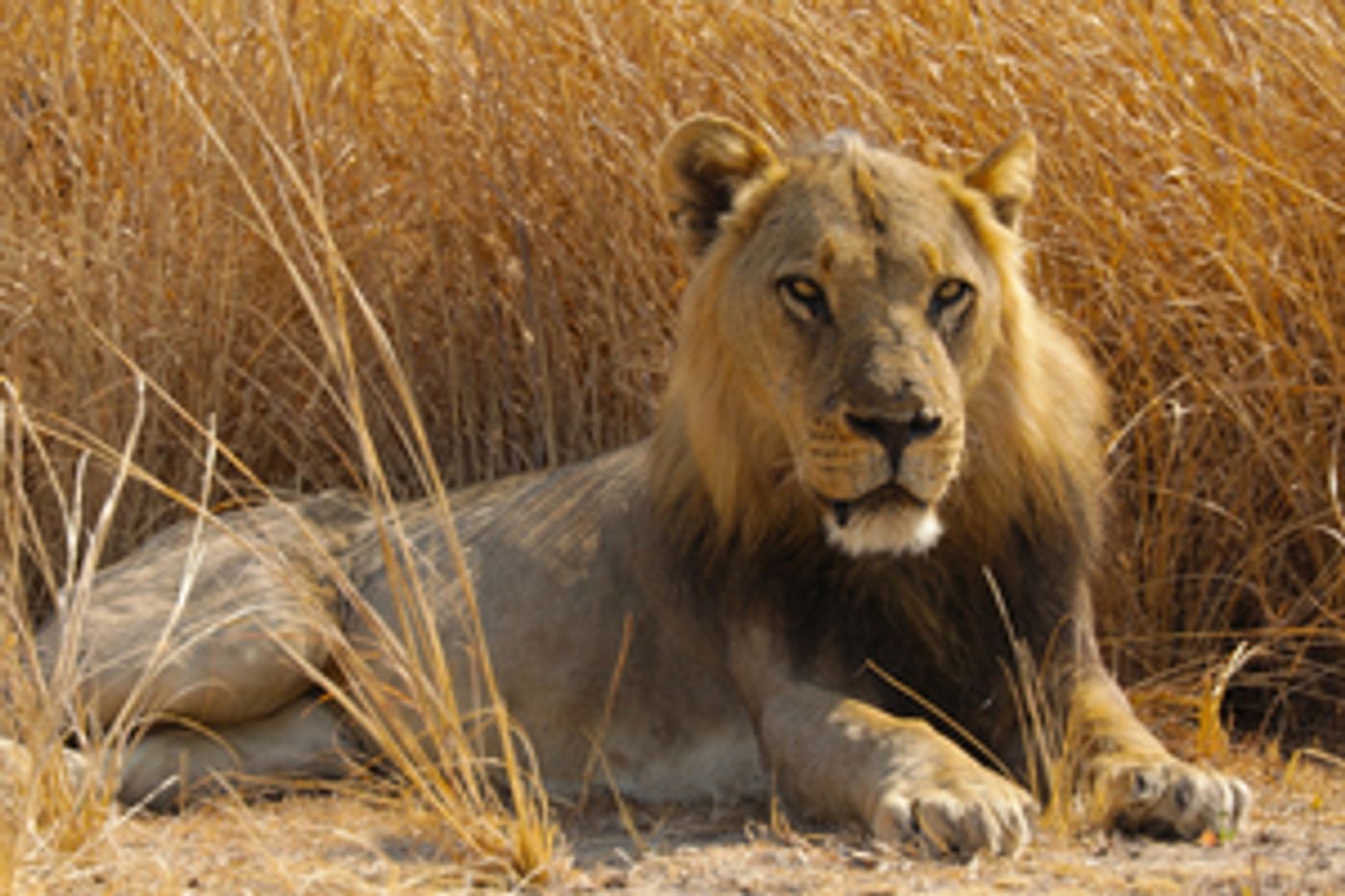 Smithsonian Channel to Premiere BIG CAT COUNTRY Smithsonian Channel to Premiere BIG CAT COUNTRY Image