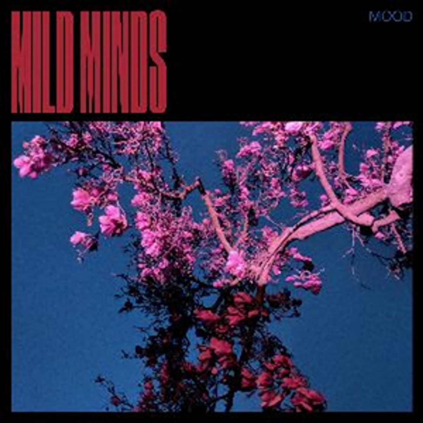 Mild Minds Unveils New Single 'WALLS' and Announces New Album MOOD  Image