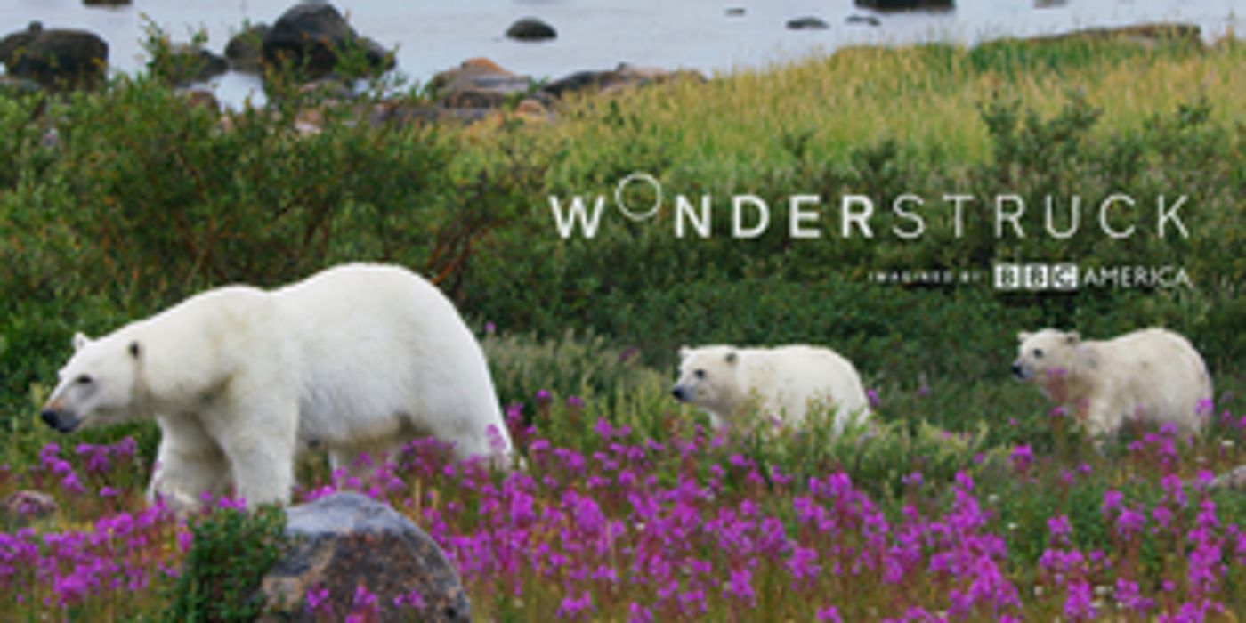 BBC AMERICA Expands Nature Micro-Net 'Wonderstruck' to Two Days  Image
