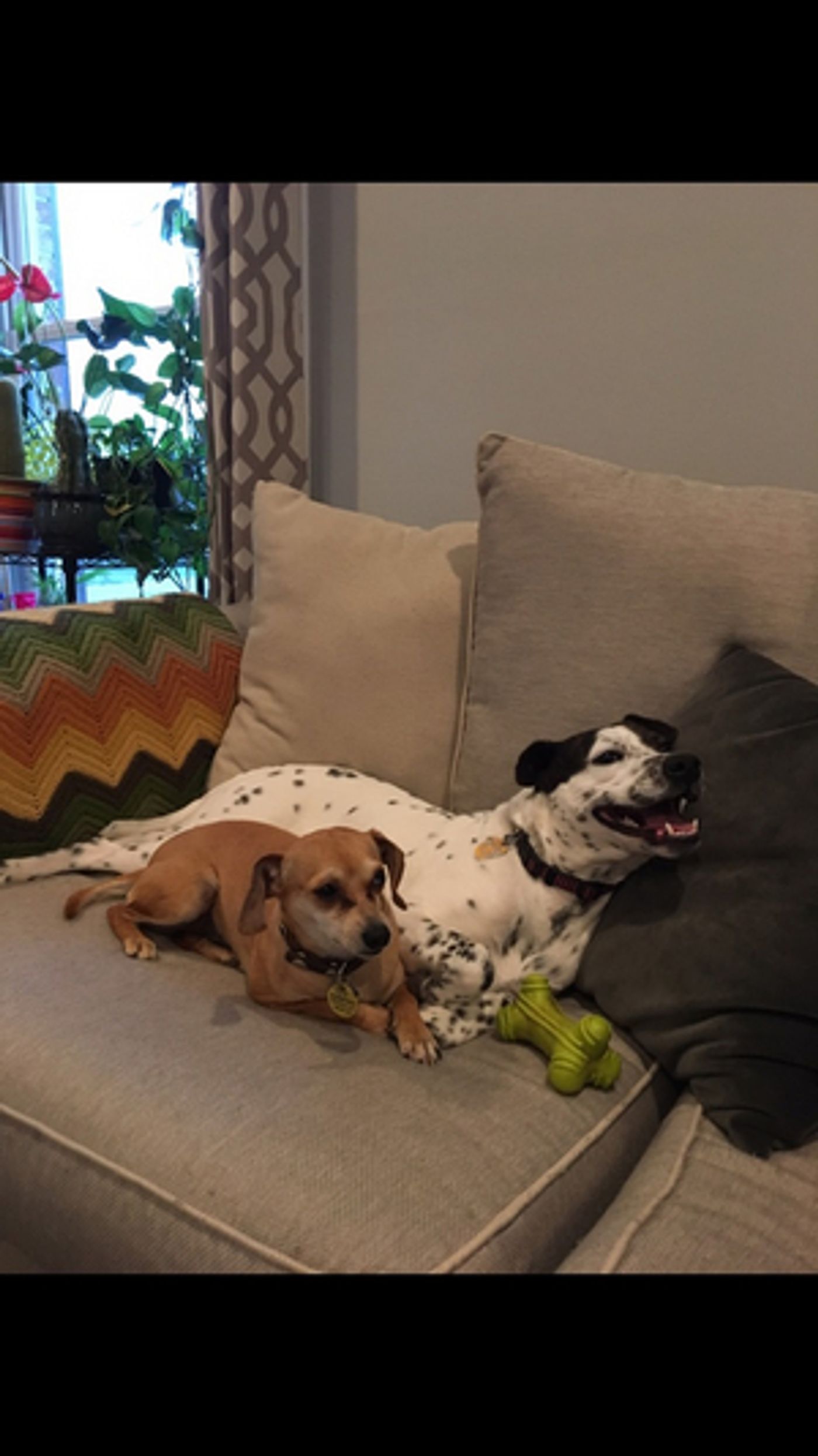 BWW Backstage Pets: SARA TOLSON and her dogs Phoebe, Hazel, and Pepper  Image