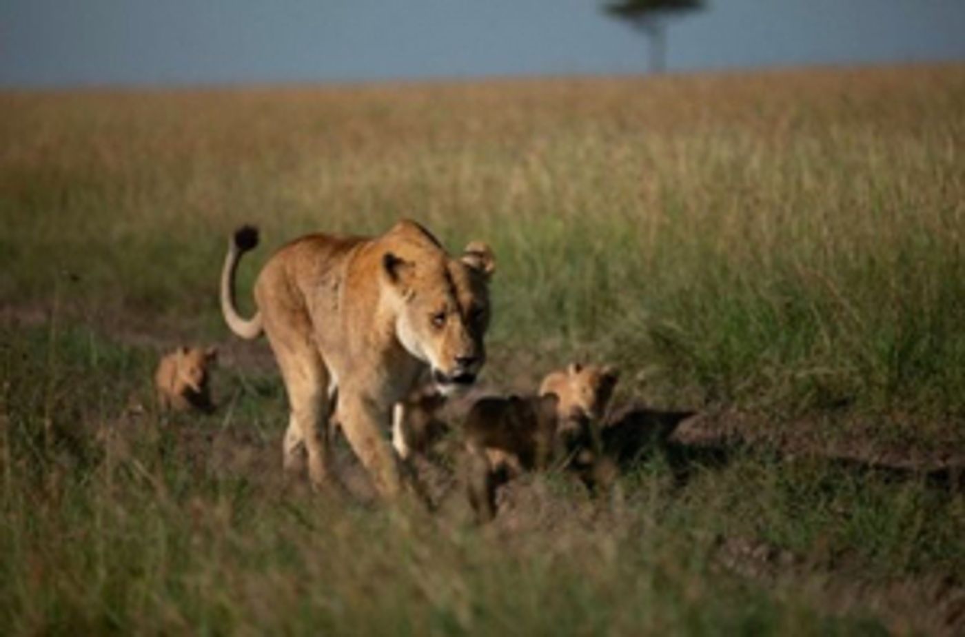 Disney Channel Announces Earth Day Programming Disney Channel Announces Earth Day Programming Image