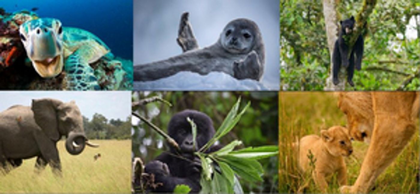 BBC America to Celebrate 50th Anniversary of Earth Day BBC America to Celebrate 50th Anniversary of Earth Day Image