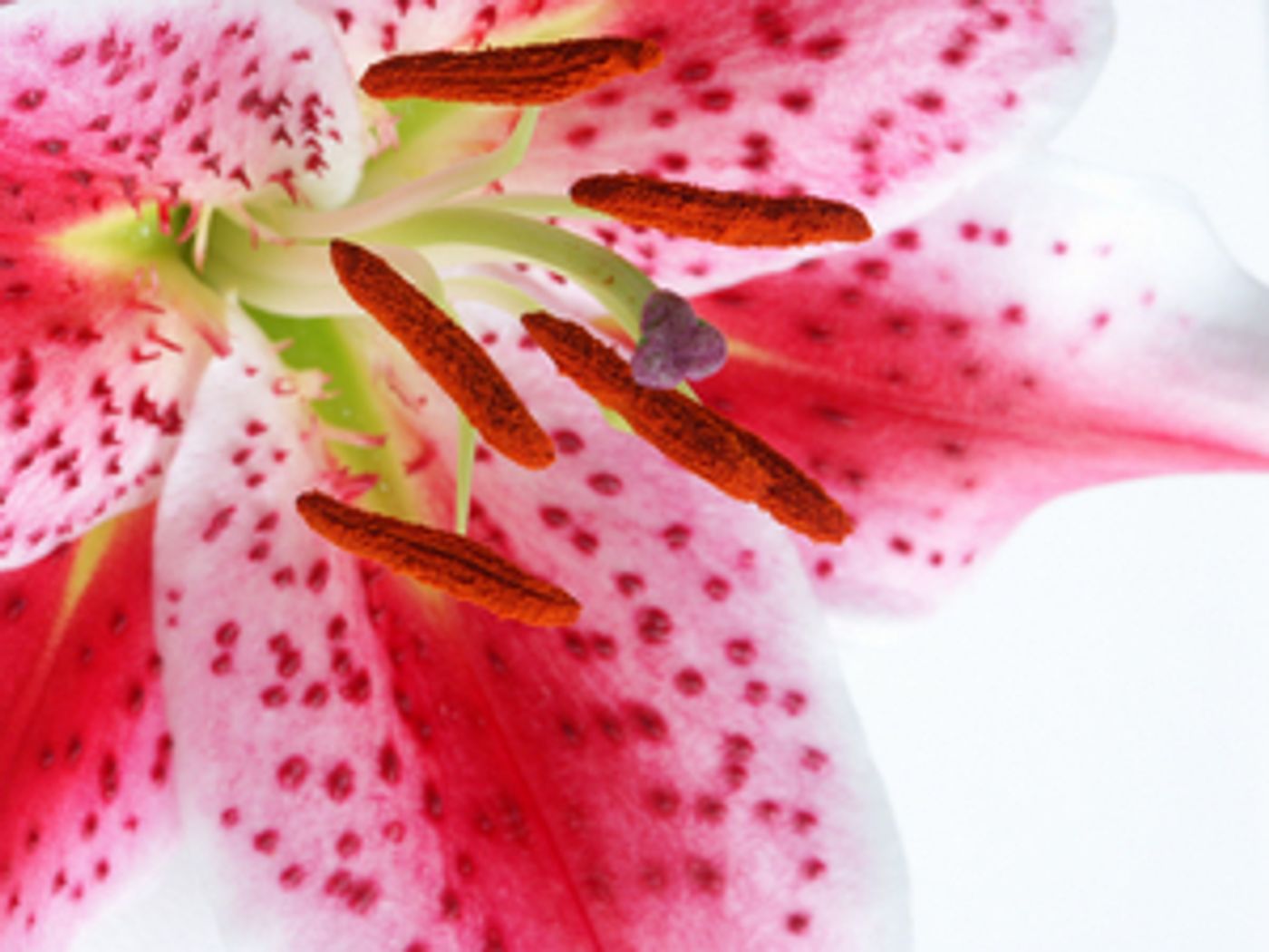 Send MOTHER'S DAY GIFTS for the Win Send MOTHER'S DAY GIFTS for the Win Image