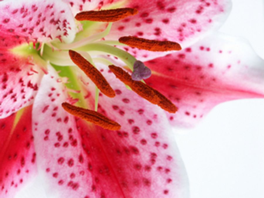 Send MOTHER'S DAY GIFTS for the Win Image