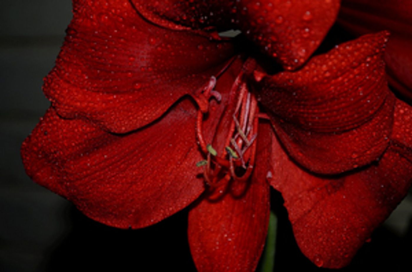 Theatre Rhinoceros Presents A Free Facebook Live Presentation Of John Fisher's MURDER IN HAWAII Theatre Rhinoceros Presents A Free Facebook Live Presentation Of John Fisher's MURDER IN HAWAII Image