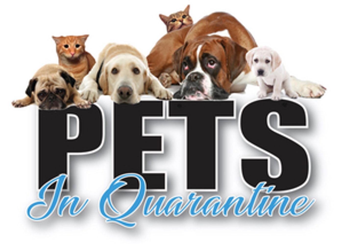 Bell Tower Theater Will Present Virtual Play, PETS IN QUARANTINE Bell Tower Theater Will Present Virtual Play, PETS IN QUARANTINE Image